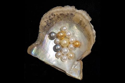 Pearls worth $366 million were shipped overseas in 2008-9. Credit: Hannes Grobe/AWI